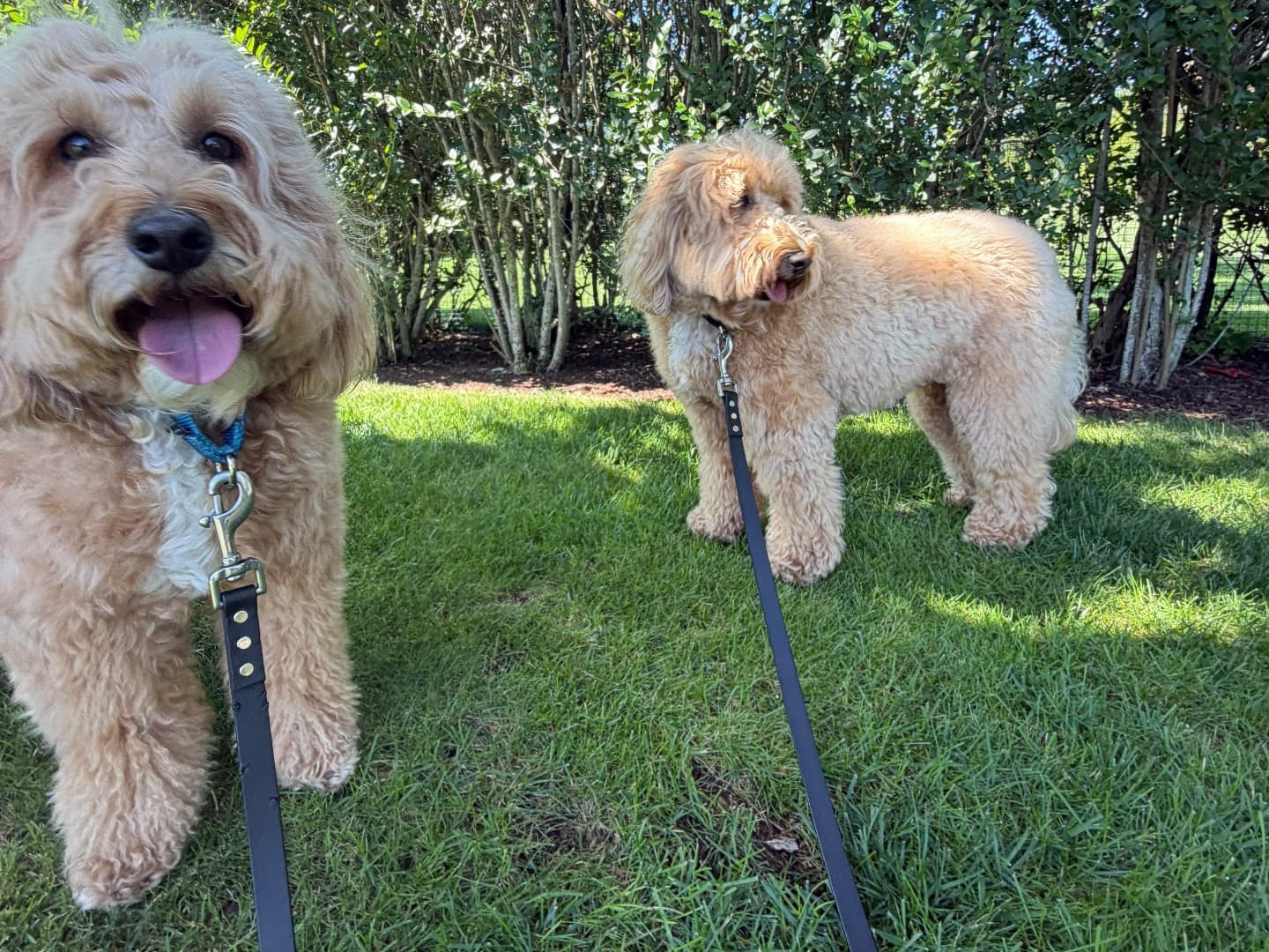 Two dogs on leashes enjoying time outdoors on a green lawn